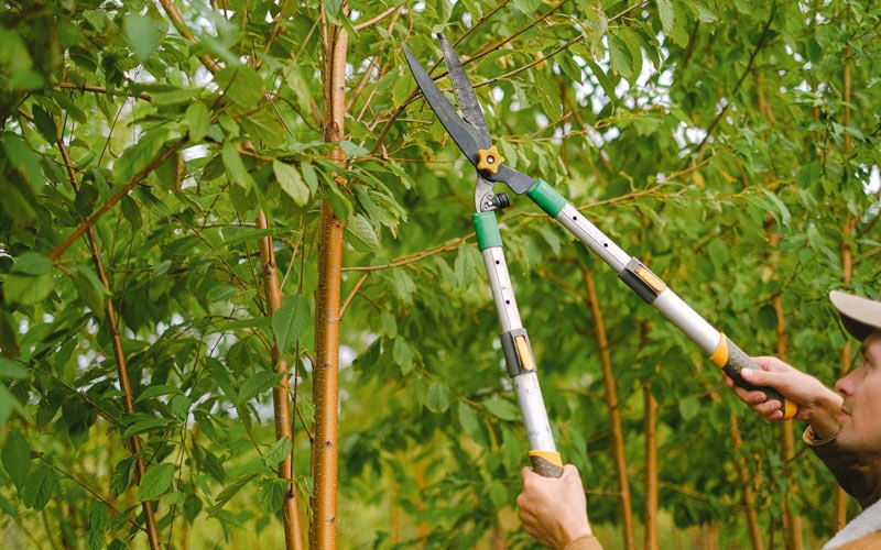 Tree trimming in Kewaunee, WI