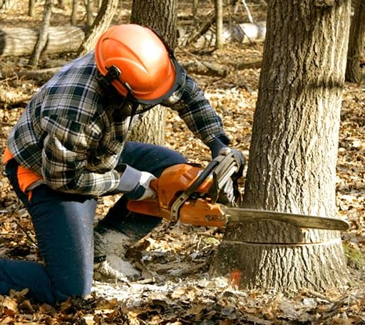 Tree Removal in Kewaunee, WI